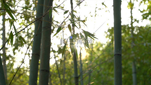实拍自然风景阳光透过竹叶实拍