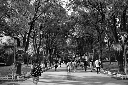 黑白的树的街景
