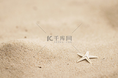 夏天沙滩上的小海星