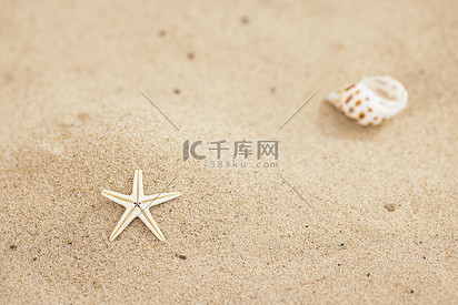 小海星小贝壳夏天沙滩图片