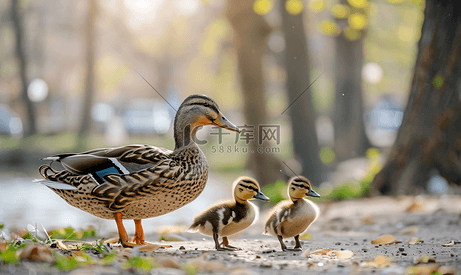 一对可爱的家庭野鸭的特写