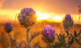 野朝鲜蓟花在日落时的田野垂直图像
