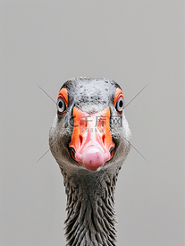 美丽有趣的尼罗河鹅的肖像