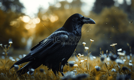 黑乌鸦站在草地上