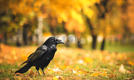 黑乌鸦站在草地上