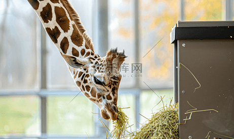 长颈鹿吃喂食器里的干草