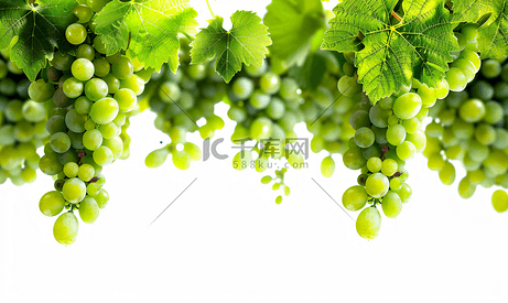 葡萄藤上的绿葡萄