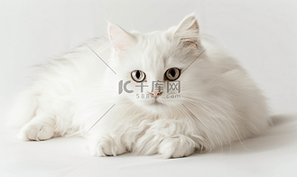 眼睛按摩仪图片素材_带黑色条纹白色背景隔离的白猫