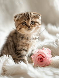 可爱的苏格兰折耳猫小猫白色蓬松的格子上有一朵粉红色的玫瑰