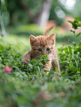 花园里的小猫图片素材_小猫在花园里玩耍橙色的小猫早上在户外玩耍