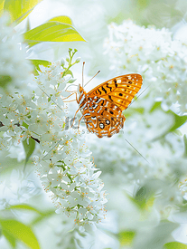 白色金合欢花上银洗的贝母蝴蝶
