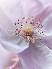 紫色狗玫瑰花的特写
