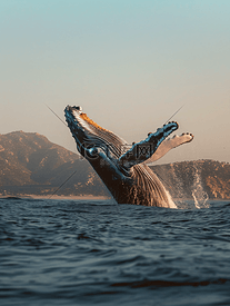 座头鲸在卡波圣卢卡斯跃出水面南下加利福尼亚州墨西哥太平洋
