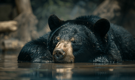 沉睡的亚洲黑熊