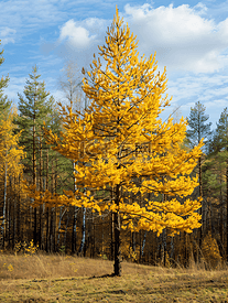 秋季森林里的黄松树