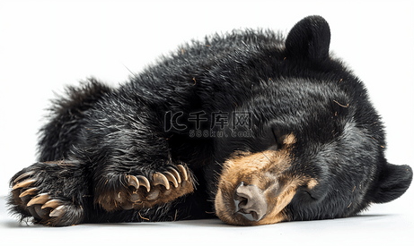 沉睡的亚洲黑熊