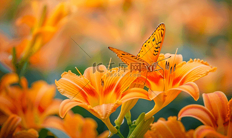 一只带状橙色蝴蝶栖息在几朵橙色黄花菜上