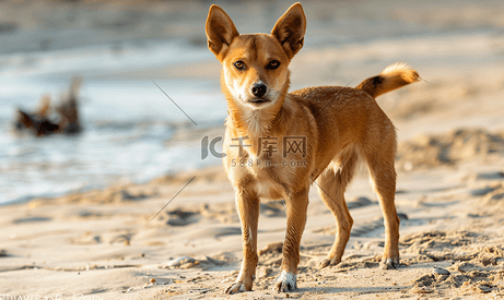 一只狗站在海滩上的肖像