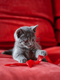 红色沙发上玩丝带的灰色小猫