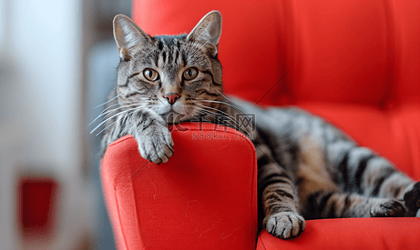 坐在红色椅子上的灰色虎斑猫