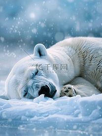 在海洋旁边一只睡觉的北极熊将头靠在雪地上