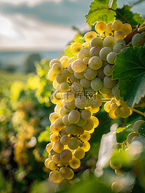 葡萄成熟葡萄种植季节阿尔萨斯酿酒业
