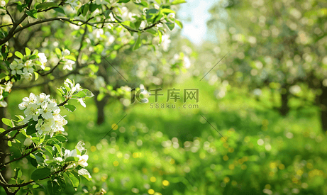 春天果园里开花的苹果树
