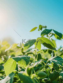 绿熟大豆田农业景观阳光明媚的大豆种植园
