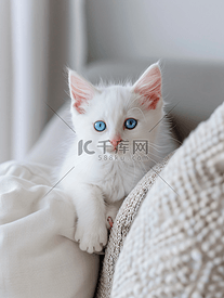沙发上有一只蓝眼睛的白色小猫