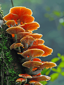 蘑菇生于自然界热带湿润的地方