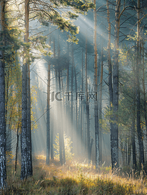 秋日松林中美丽的晨雾和阳光