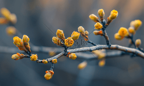 萨斯喀彻温省阿斯彭树上的春芽