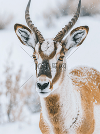 加拿大冬季的羚羊