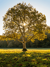 秋日清晨的阳光照射在东格林斯特德的梧桐树上