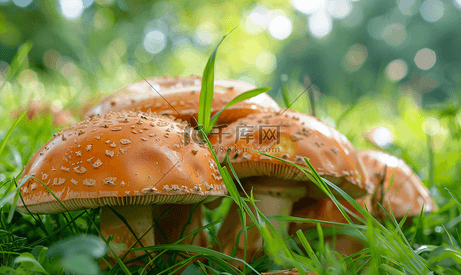 公园里的大红蘑菇
