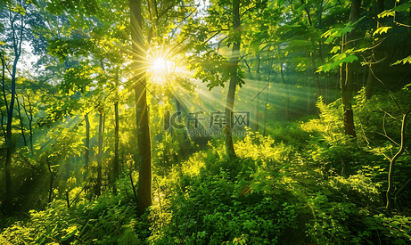 绿色森林风景阳光透过树叶投射出美丽的光芒