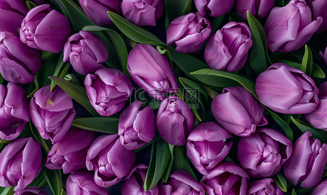 紫色郁金香头从上到下看花束