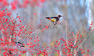一只腿走路高清背景图片_一只太平鸟在红果中间觅食