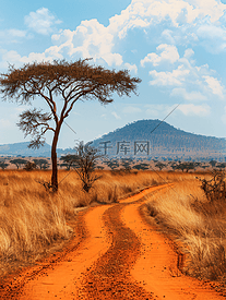 红地路灌木与草原察沃西肯尼亚非洲