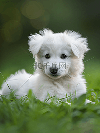 可爱的白色小狗躺在草地上波兰塔特拉牧羊犬