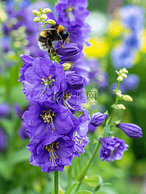 大蜜蜂为紫色的飞燕草花授粉