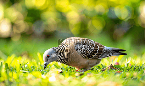斑马鸽斑尾林鸽和平鸽在草地上觅食