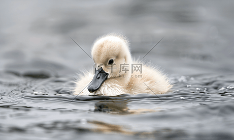 小天鹅在水中游泳小水禽蓬松的羽毛