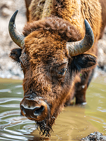 野牛在水坑降温棕色大角大型哺乳动物