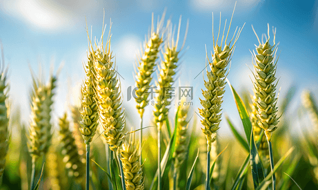 长满绿色未成熟黑麦植株的麦田