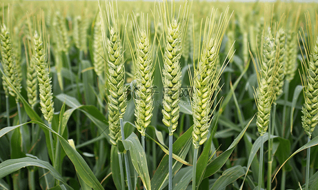 大麦在田地中生长的图像