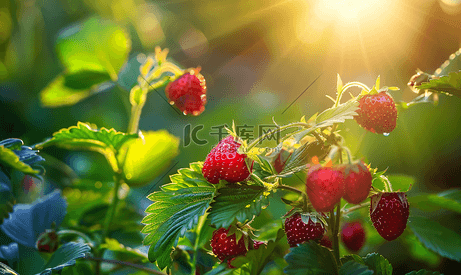 灌木丛上的野草莓
