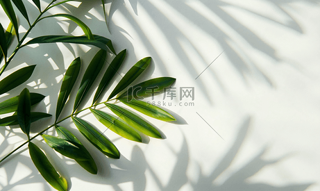 白色纹理背景上逼真有机热带树叶自然阴影叠加效果