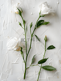 白色纹理背景上带花蕾的美丽鲜花