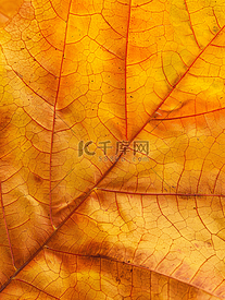 彩色树叶宏纹理抽象秋叶背景